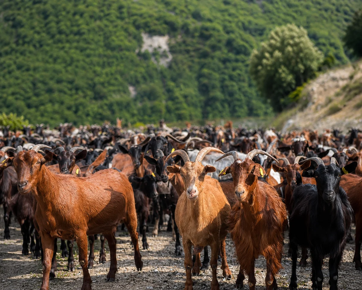 Κοπάδι κατσικιών της οικογένειας Κλιάμπα σε ορεινό βοσκότοπο της Ορεινής Σερρών, με το πράσινο, δασωμένο τοπίο του Λαϊλιά στο βάθος.